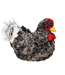 Douglas Plush Hen