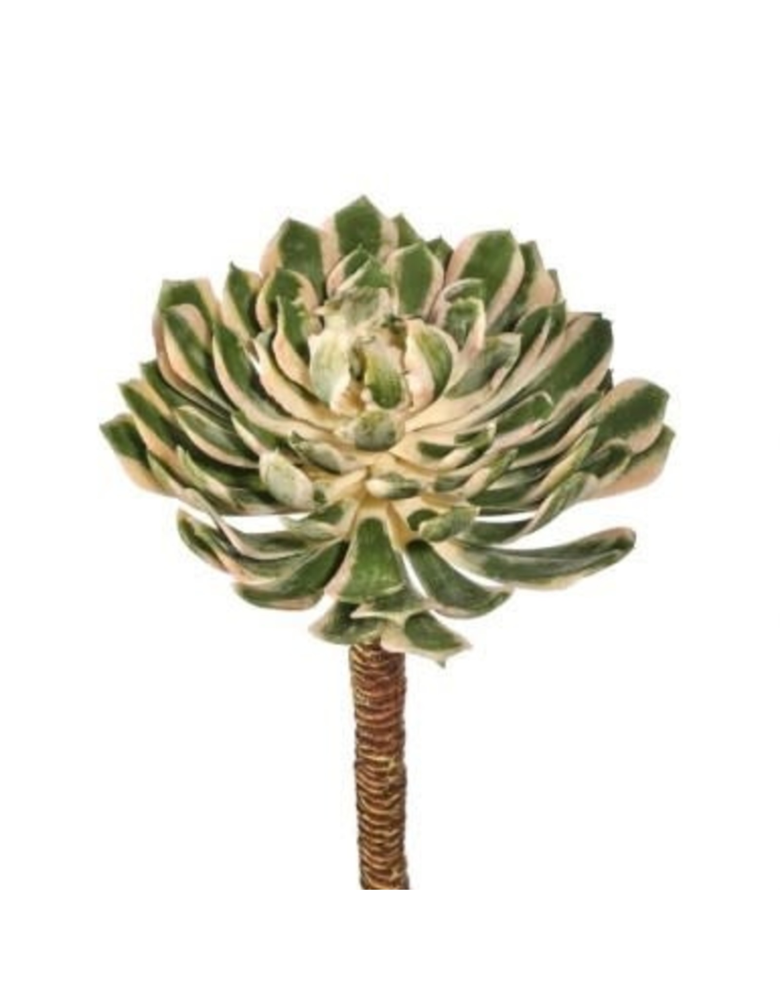 Regency Spoon Succulent Pick 10in