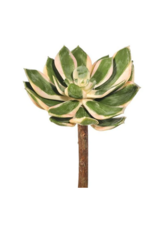 Regency Spoon Succulent 6.5 Green