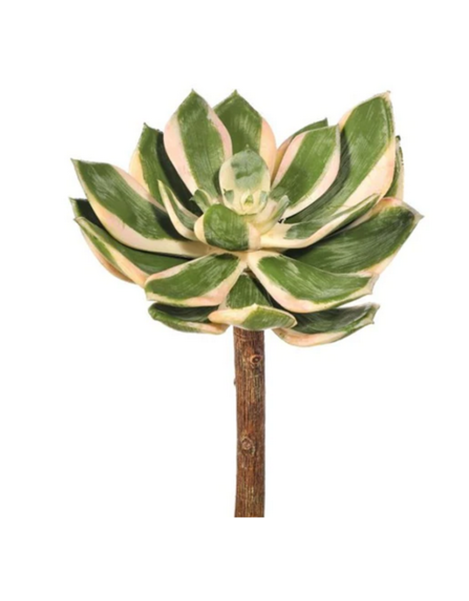 Regency Spoon Succulent 6.5 Green