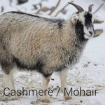 Cashmere/Mohair/Qiviut/Yak