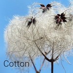 Cotton