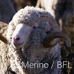 Merino / BFL