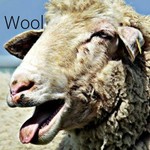 Wool