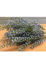 Bursting Astilbe Bush, Sky Blue