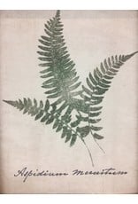 Forest Glen Fern Print