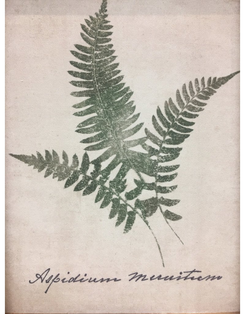 Forest Glen Fern Print
