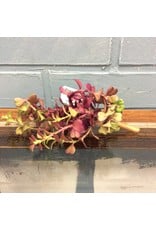 Purple Succulent Pick 9"