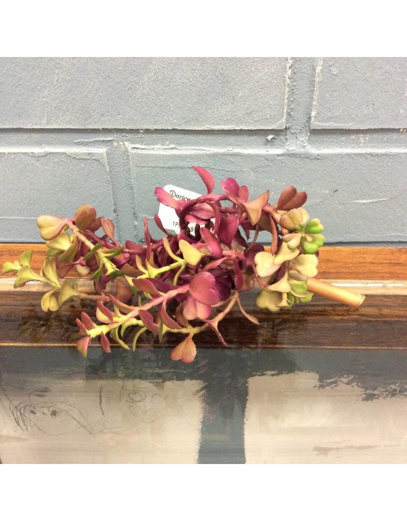 Purple Succulent Pick 9"