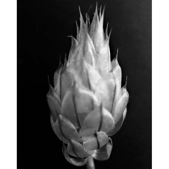 The Picturalist | Fine Art Photo Ble  by Eric Gizard