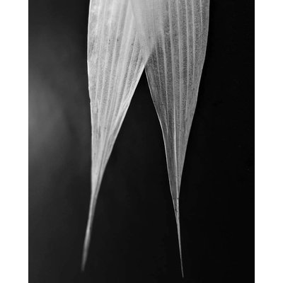 Framed Print on Rag Paper: Avoine Detail Photography by Eric Gizard