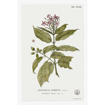 Fine Art Print on Rag Paper Quiscalis Spinosa