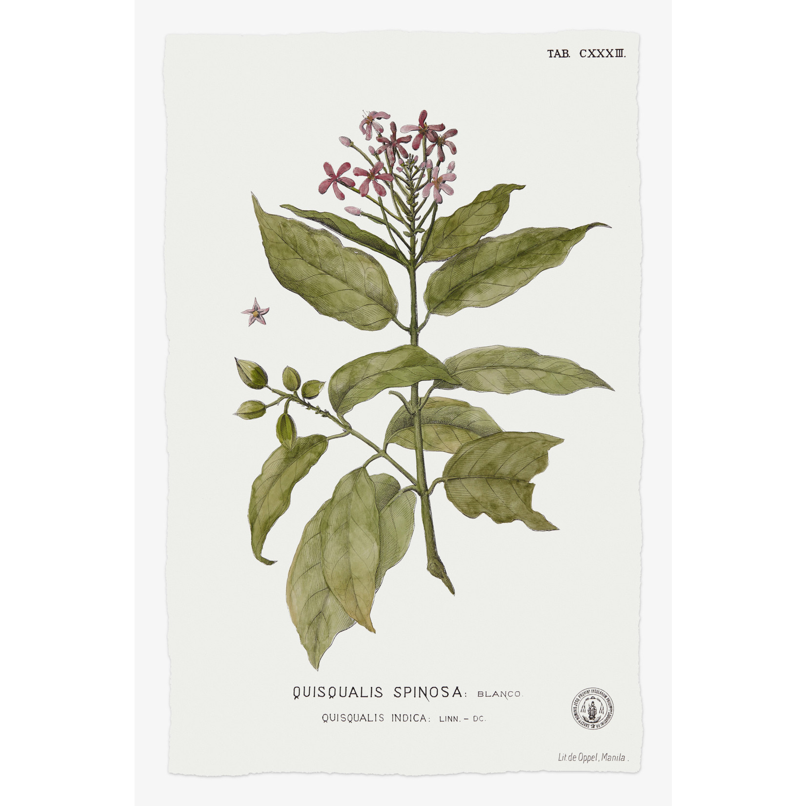 Fine Art Print on Rag Paper Quiscalis Spinosa Botanical Print