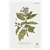 The Picturalist | Fine Art Prints on Paper Quiscalis Spinosa Botanical Print