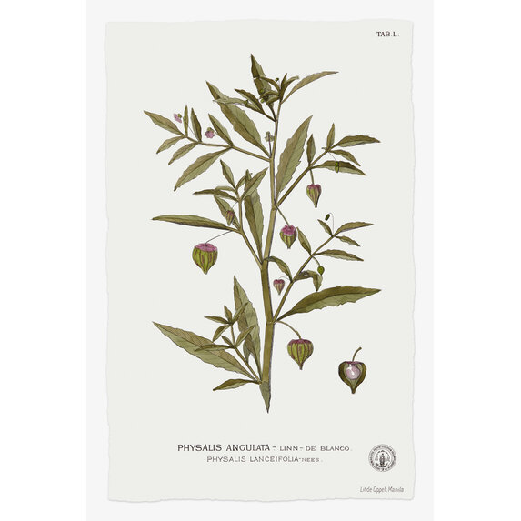 Framed Print on Rag Paper: Physalis Angulata Botanical Print