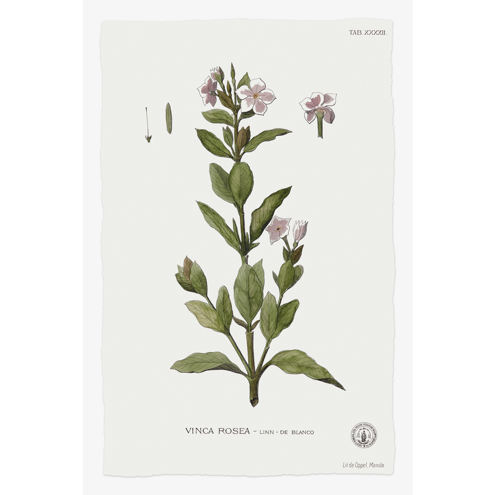 The Picturalist | Fine Art Prints on Paper Vinca Rosea Botanical Print