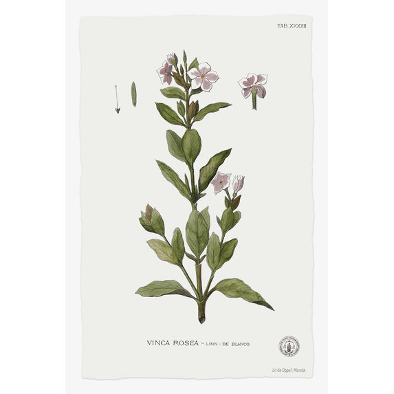 Fine Art Print on Rag Paper Vinca Rosea Botanical Print