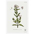 Fine Art Print on Rag Paper Vinca Rosea Botanical Print