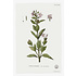 The Picturalist | Fine Art Prints on Paper Vinca Rosea Botanical Print
