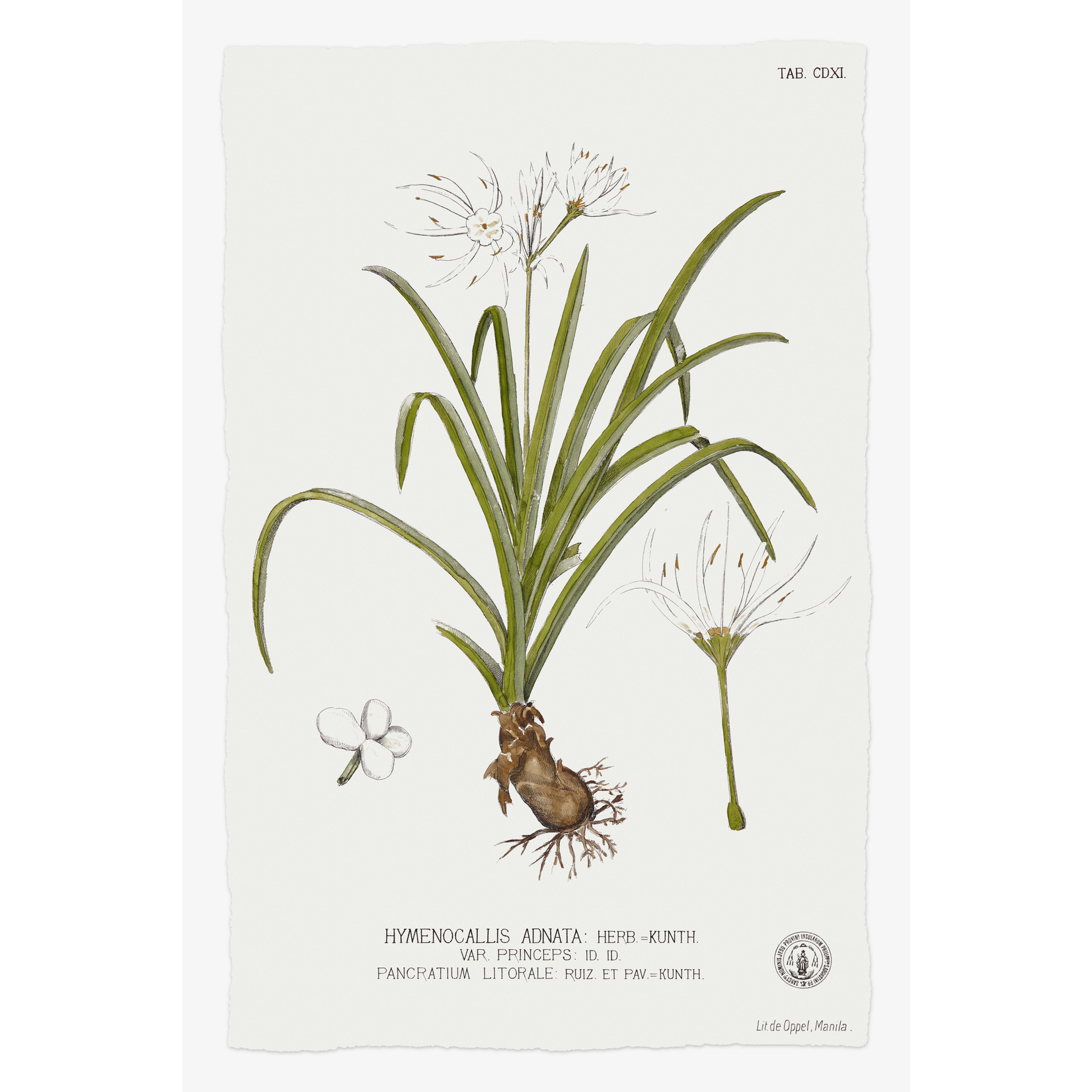 The Picturalist | Fine Art Prints on Paper Hymenocalis Botanical Print