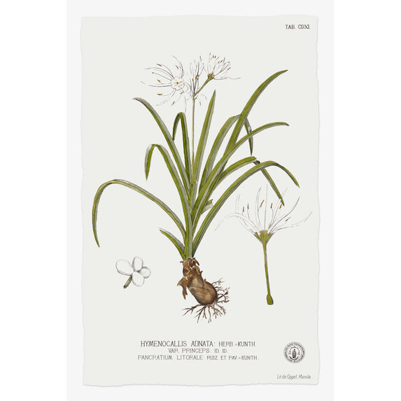 Fine Art Print on Rag Paper Hymenocalis Botanical Print