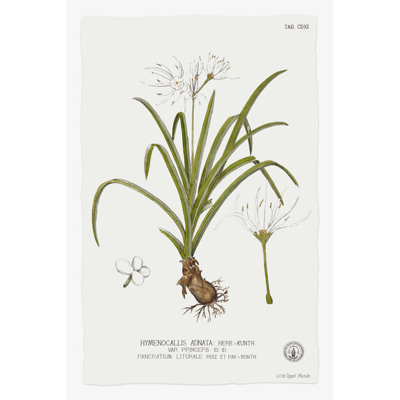 The Picturalist | Fine Art Prints on Paper Hymenocalis Botanical Print