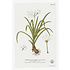 The Picturalist | Fine Art Prints on Paper Hymenocalis Botanical Print