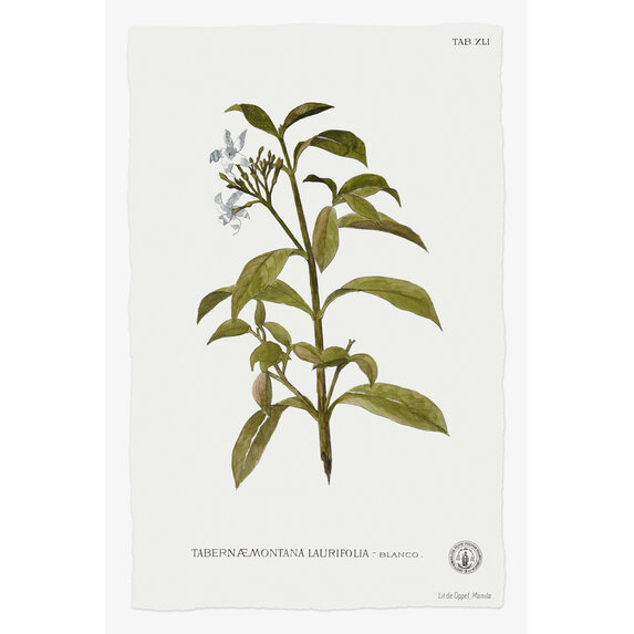 Framed Print on Rag Paper: Tabernae Montana Botanical Print