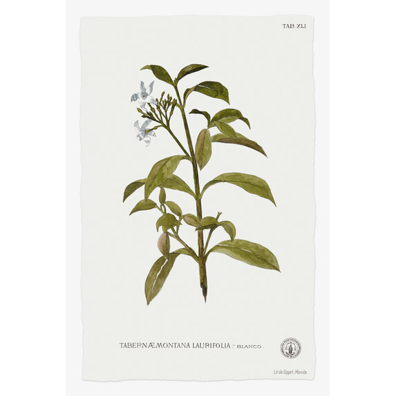 The Picturalist | Fine Art Prints on Paper Tabernae Montana Botanical Print