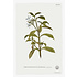 The Picturalist | Fine Art Prints on Paper Tabernae Montana Botanical Print