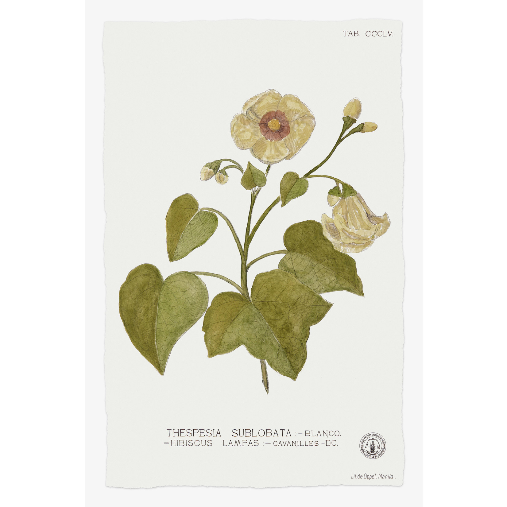 Fine Art Print on Rag Paper Thespesia Botanical Print