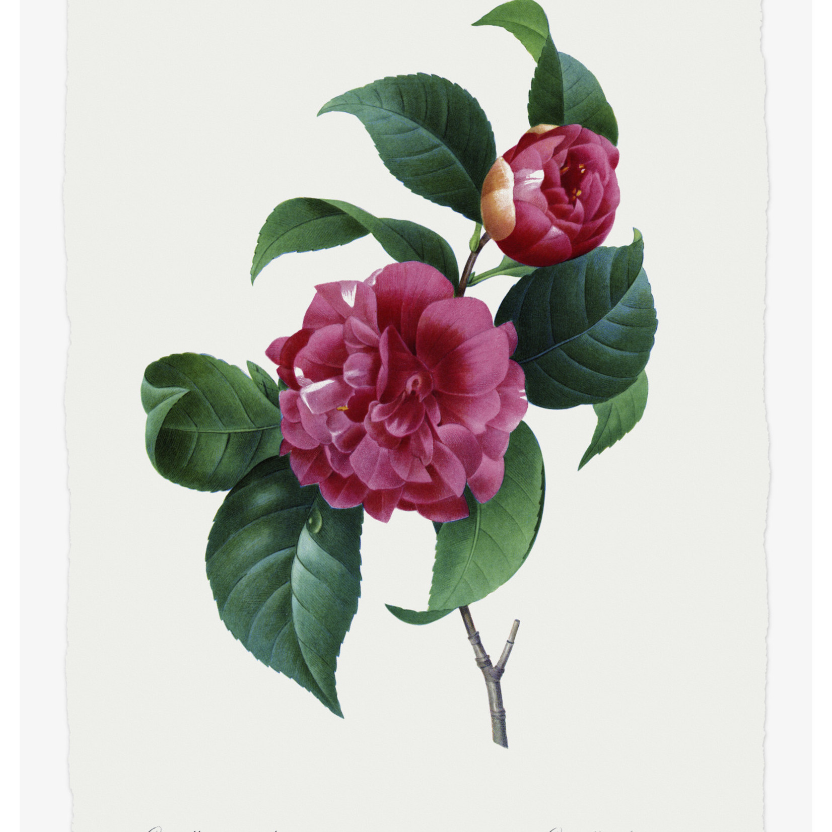 Framed Print on Rag Paper: Camelia Panachee by Redoute