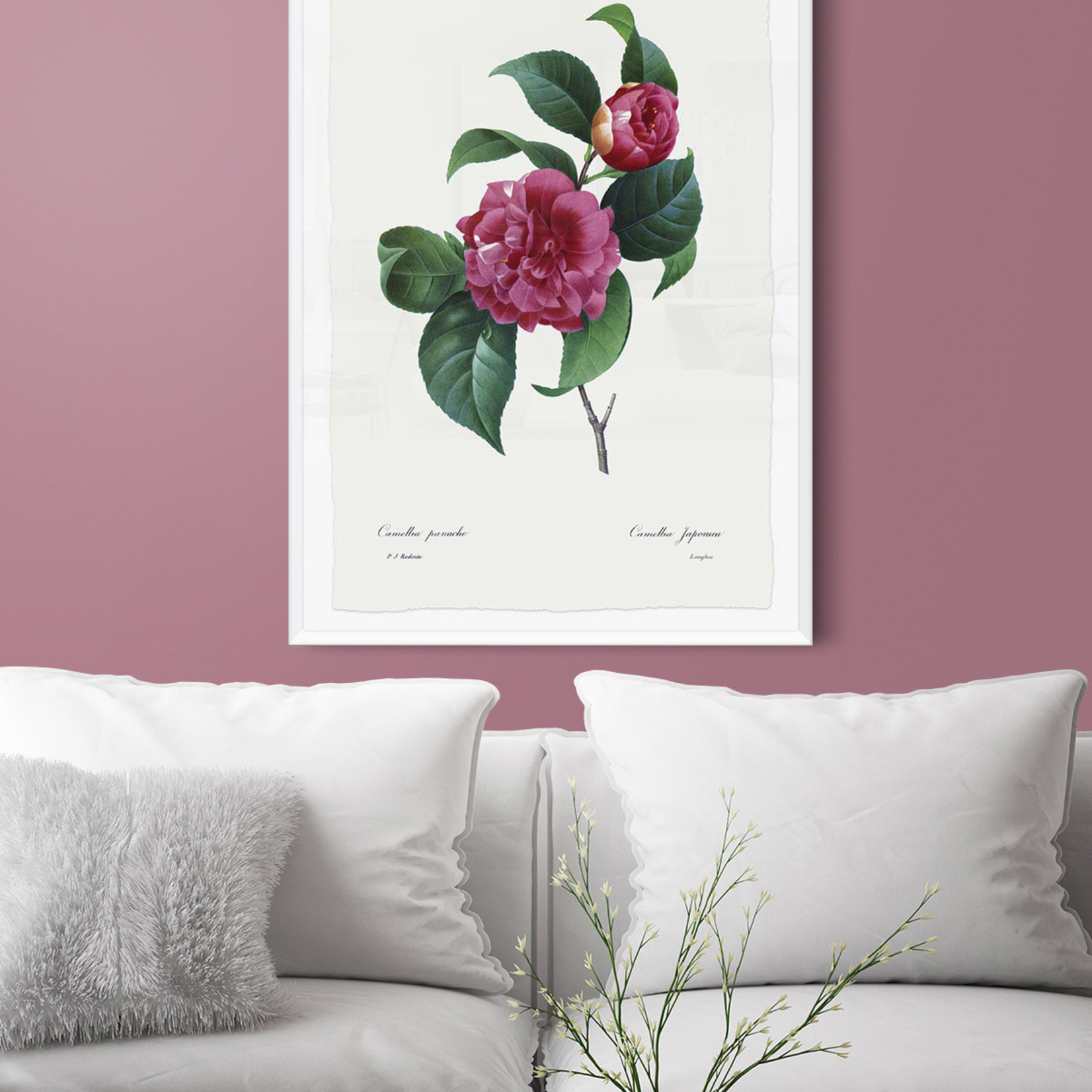 Framed Print on Rag Paper: Camelia Panachee by Redoute