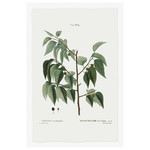 Fine Art Print on Rag Paper Celtis Occidentalis