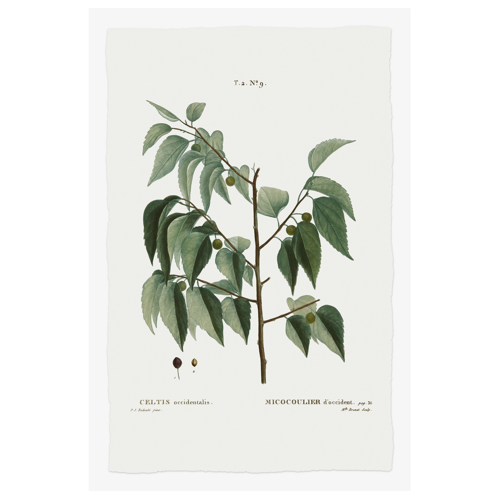 The Picturalist | Fine Art Prints on Paper Celtis Occidentalis Botanical Print