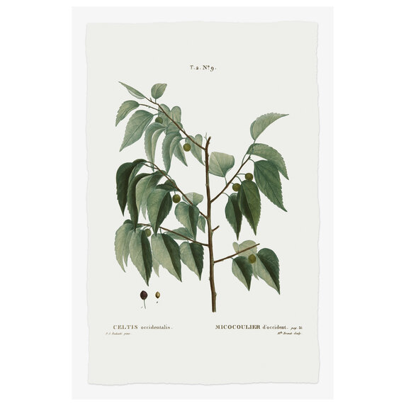 The Picturalist | Fine Art Prints on Paper Celtis Occidentalis Botanical Print