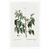 The Picturalist | Fine Art Prints on Paper Celtis Occidentalis Botanical Print