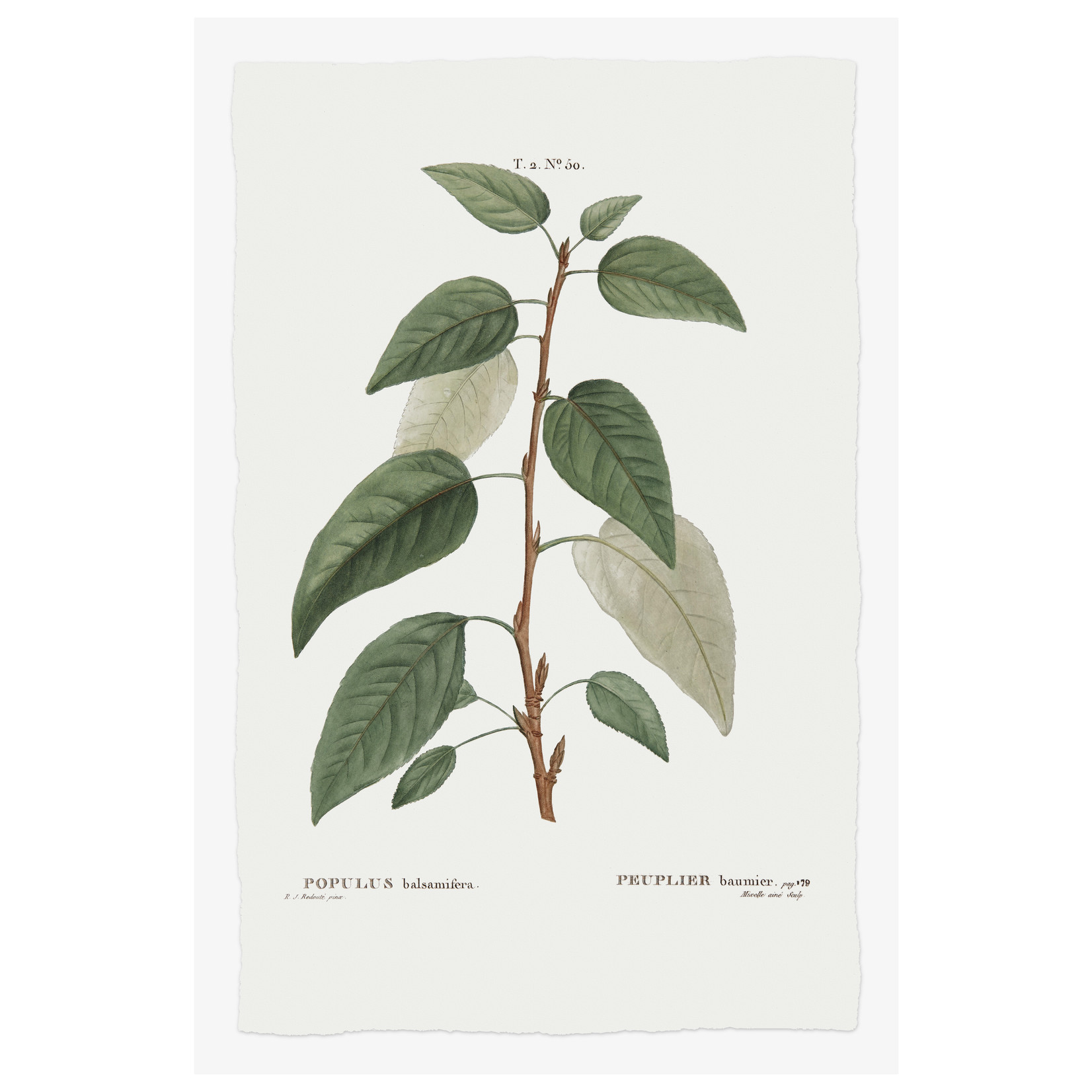 Fine Art Print on Rag Paper Balsamifera Populus Botanical Print