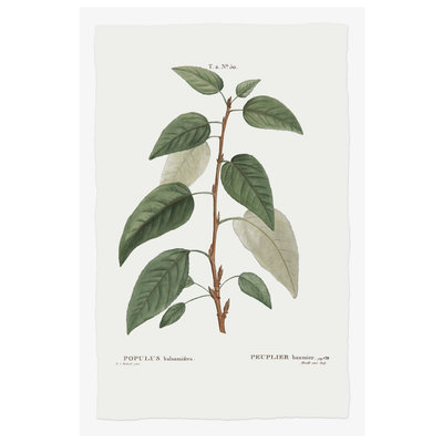Framed Print on Rag Paper: Balsamifera Populus Botanical Print