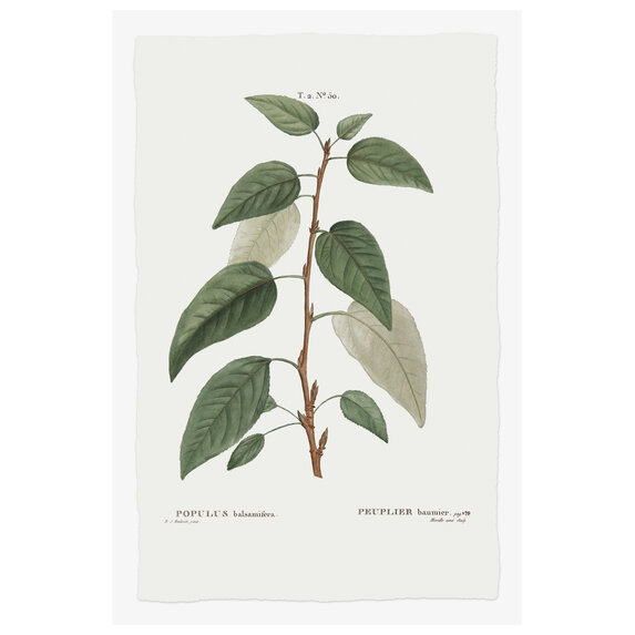 The Picturalist | Fine Art Prints on Paper Balsamifera Populus Botanical Print