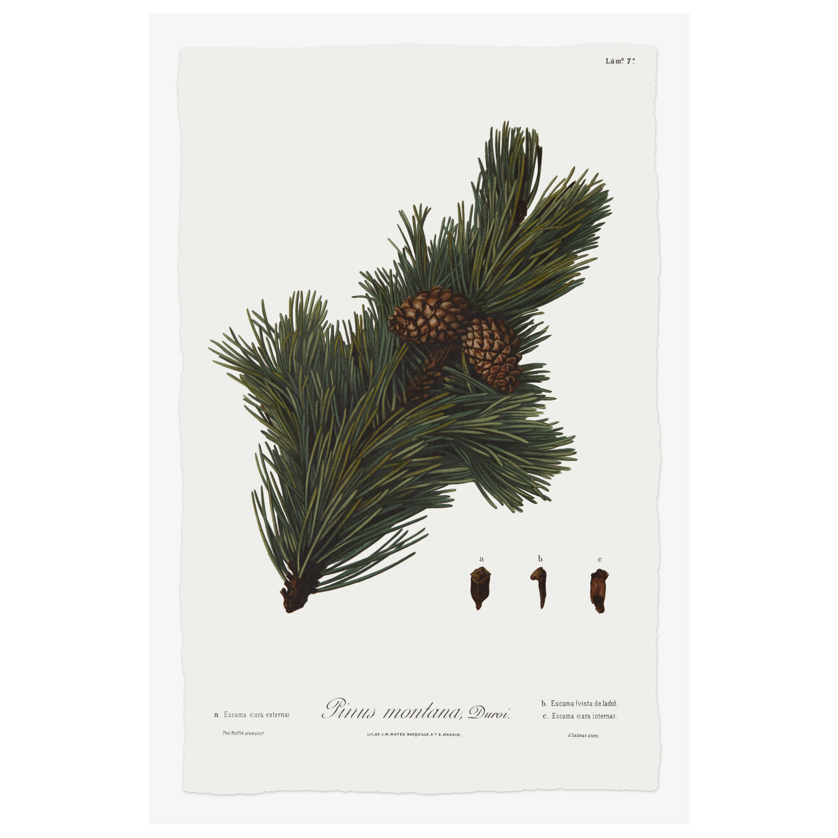 Fine Art Print on Rag Paper Pine Tree Montana Botanical Series 1
