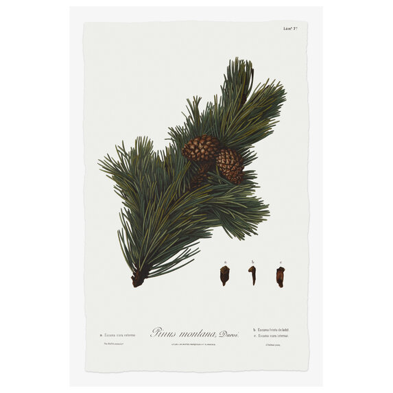 The Picturalist | Fine Art Print on Rag Paper Pine Tree Montana Botanical Series 1