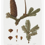 Framed Print on Rag Paper: Pine Tree Abies