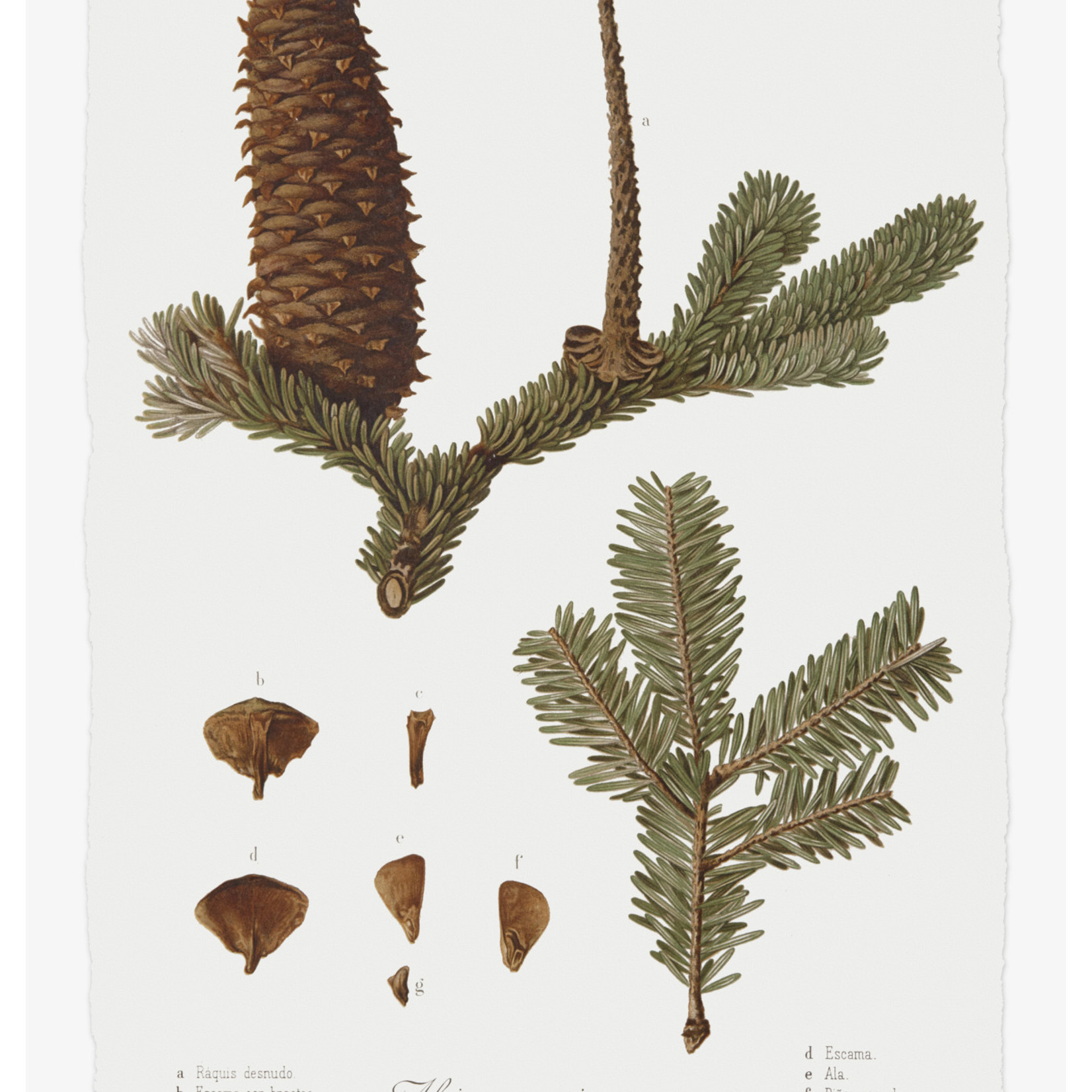 Framed Print on Rag Paper: Pine Tree Abies Botanical Series 2