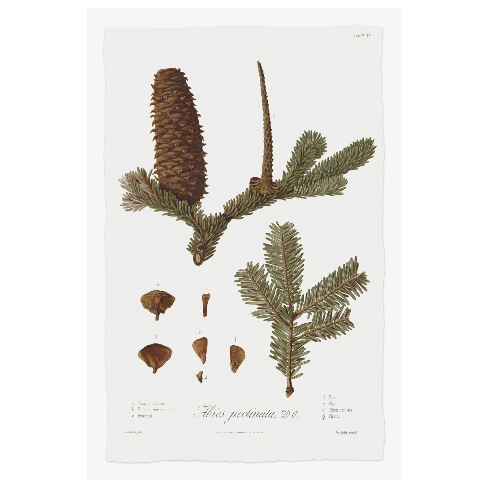 The Picturalist | Fine Art Prints on Paper Pine Tree Abies Botanical Series 2
