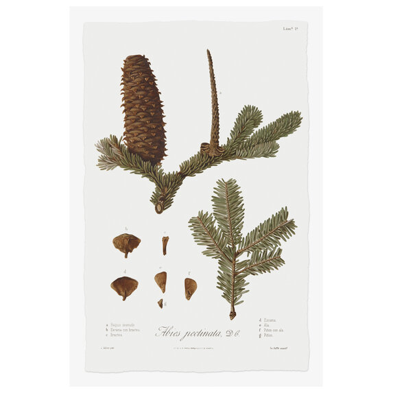Fine Art Print on Rag Paper Pine Tree Abies Botanical Series 2