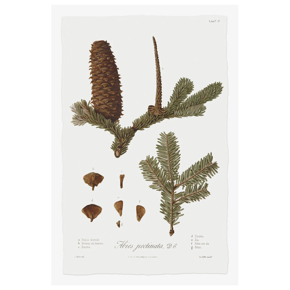 The Picturalist | Fine Art Prints on Paper Pine Tree Abies Botanical Series 2