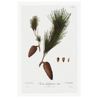 Framed Print on Rag Paper: Pine Tree Halepensis