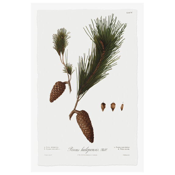 Fine Art Print on Rag Paper Pine Tree Halepensis Botanical Series 3