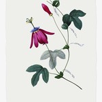 Framed Print on Rag Paper: Passiflora